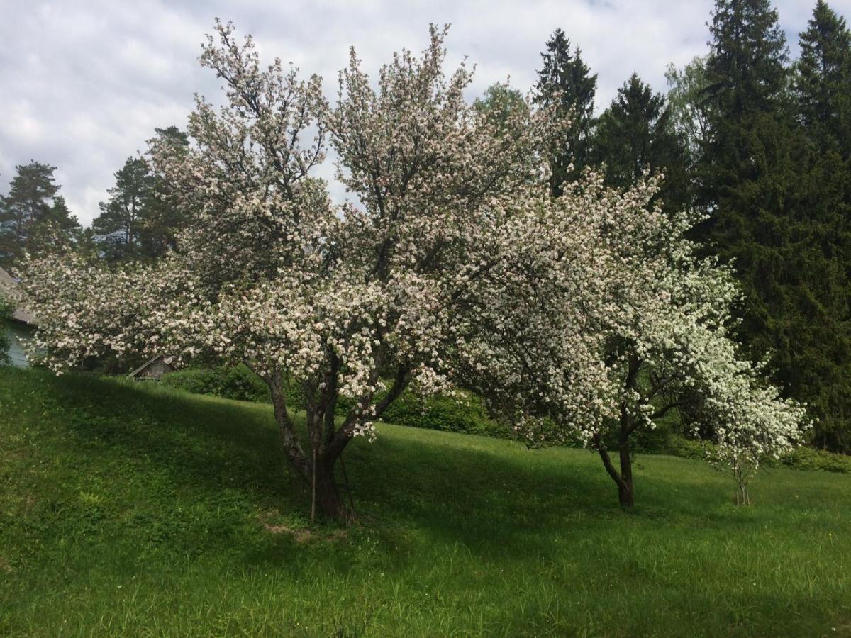 Mezupes Pension Tūja Buitenkant foto